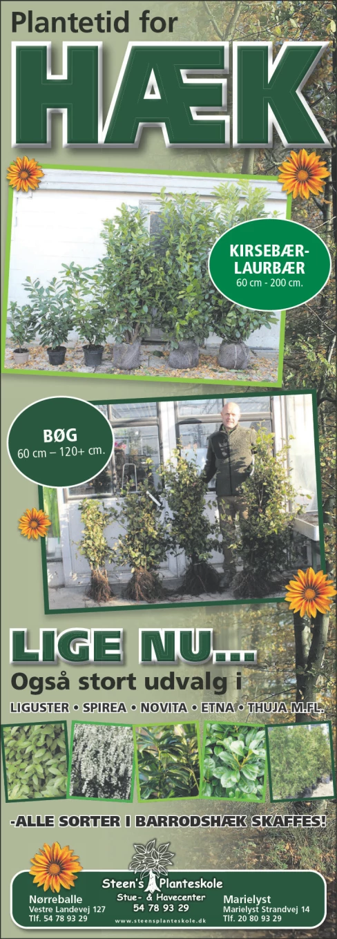 Advertisement Image